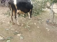 Vaca, Simmental cattle — foto 4