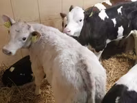 Bovins (lot, sexe non indiqué), Simmental cattle — photo 3