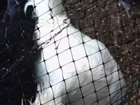 コソボ・ロングクロウアー — 写真 1