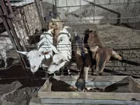Koza, Saanen goat — zdjęcie 5