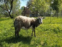 Chèvre, Kejobong goat — photo 1