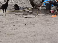 Chickens — foto 1