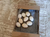 Chickens — zdjęcie 2