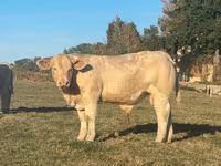 Taureau, Charolais cattle — photo 1