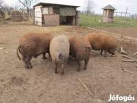 Pigs (batch, sex not specified), Мангалица — photo 2