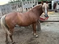 Mare, Haflinger — photo 4