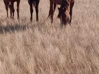 Égua, Horse breed — foto 5