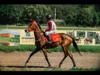 Jument, Arabian horse — photo 1