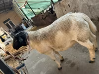 Ram, Dorper sheep — photo 3