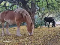 Égua, Shire — foto 1
