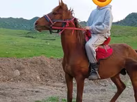 Caballo, Anglo-Arabian — foto 3