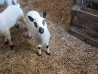 Carneiro, Cerry Hill sheep — foto 5
