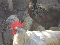 Chickens — zdjęcie 1