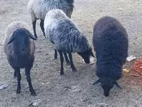 雌羊, Karakul sheep — 写真 3