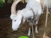 母山羊, Saanen goat — 照片 3