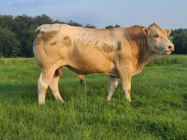 Taureau, Blonde d’Aquitane cattle — France
