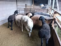 母羊, Rhon sheep — 照片 3