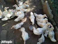 Ducks — 照片 6