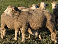Widder, Ile-de-France sheep — Foto 1