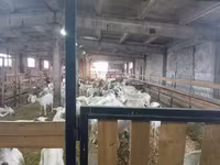 Chèvre, Saanen goat — photo 7