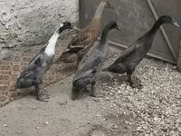 इंडियन रनर — फ़ोटो 4