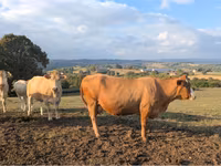 Vache, Charolais cattle — photo 2