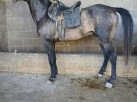 حصان, Arabian horse — الصورة 2