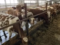 Krowa, Rasa jerseyjska — zdjęcie 2