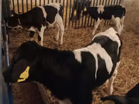 सांड, Russian Black pied cattle — फ़ोटो 1