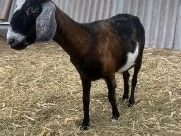 Boucs, Alpine goat