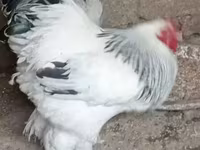 Poule soie — photo 6