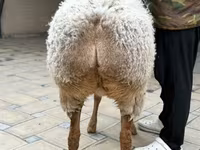 Brebis, Awassi sheep — photo 6