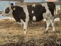 Bull, Russian Black pied cattle — photo 2