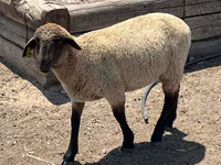 كبش, Hampshire sheep — الصورة 2