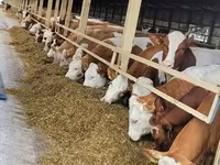 Bovins (lot, sexe non indiqué), Vache kazakhe à tête blanche — photo 2