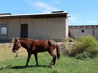 Cheval, Vladimir heavy draft — photo 5