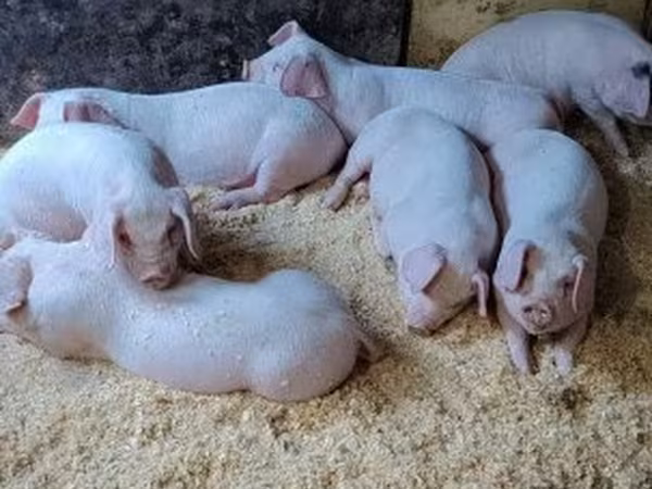Boar, Pigs