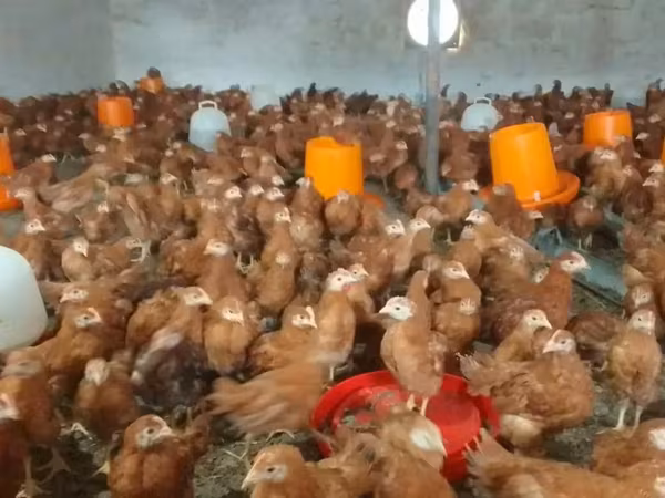 Chickens