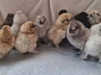 Silkie — foto 7