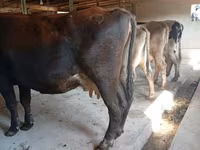 Krava, Swiss cattle — foto 2