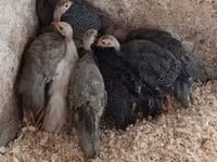 Guinea fowl — फ़ोटो 1