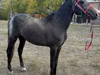 Caballo, Orlov Trotter — foto 2