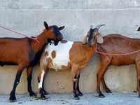 बकरी, Nubian Goat — फ़ोटो 4