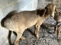 भेड़, Katum sheep — फ़ोटो 3