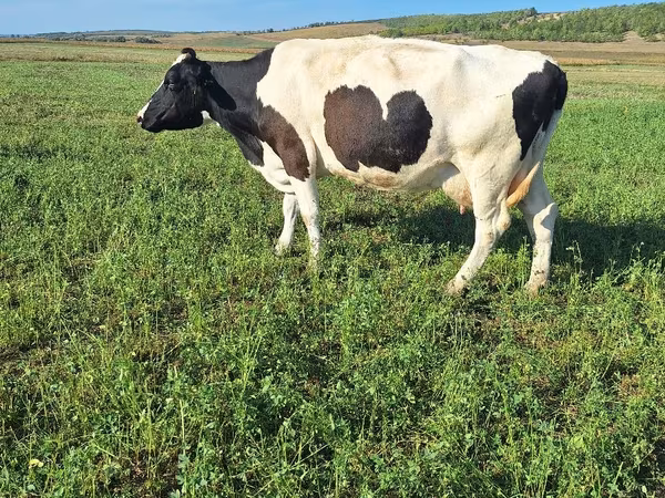 Vache, Simmental cattle