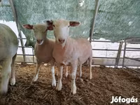 雌羊, Ile-de-France sheep — 写真 3