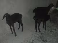 نعجة, Karakul sheep — الصورة 1