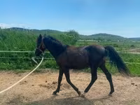 Hengst, Hucul pony — Foto 4