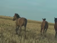 Hengst, Bashkir horse — Foto 8