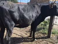 Kuh, Holstein-Rasse — Foto 4